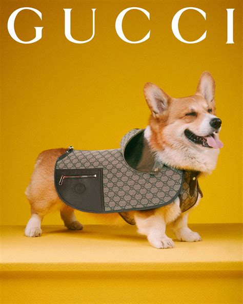 gucci petten|gucci dog and cat.